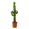 Flowy Plantes D'intérieur Et Fleurs D'intérieur Plante D'intérieur - Cactus Euphorbe De 80 Cm