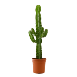 Flowy Plantes D'intérieur Et Fleurs D'intérieur Plante D'intérieur - Cactus Euphorbe De 80 Cm