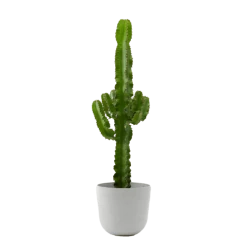 Flowy Plantes D'intérieur Et Fleurs D'intérieur Plante D'intérieur - Cactus Euphorbe De 80 Cm En Pot Blanc Gris