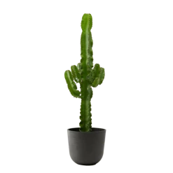 Plantes vertes Soldes 18 Flowy Plantes D'intérieur Et Fleurs D'intérieur Plante D'intérieur - Cactus Euphorbe De 80 Cm En Pot Noir