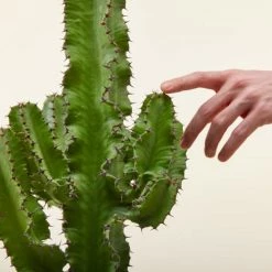 Flowy Plantes D'intérieur Et Fleurs D'intérieur Plante D'intérieur - Cactus Euphorbe De 80 Cm En Pot Noir -Plantes vertes Soldes plante d interieur cactus euphorbe de 80 cm en pot noir 4