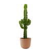 Flowy Plantes D'intérieur Et Fleurs D'intérieur Plante D'intérieur - Cactus Euphorbe De 80 Cm En Pot Terra