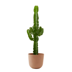 Flowy Plantes D'intérieur Et Fleurs D'intérieur Plante D'intérieur - Cactus Euphorbe De 80 Cm En Pot Terra