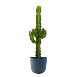 Flowy Plantes D'intérieur Et Fleurs D'intérieur Plante D'intérieur - Cactus Euphorbe De 80cm En Pot Bleu Nuit