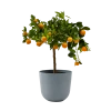 Flowy Plantes D'intérieur Et Fleurs D'intérieur Plante D'intérieur- Calamondin 75 Cm En Pot Bleu Gris