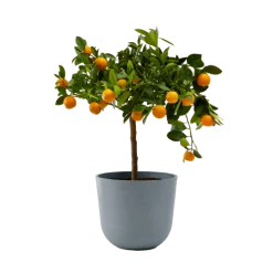 Flowy Plantes D'intérieur Et Fleurs D'intérieur Plante D'intérieur- Calamondin 75 Cm En Pot Bleu Gris