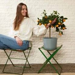 Flowy Plantes D'intérieur Et Fleurs D'intérieur Plante D'intérieur- Calamondin 75 Cm En Pot Bleu Nuit -Plantes vertes Soldes plante d interieur calamondin 75 cm en pot bleu nuit 1