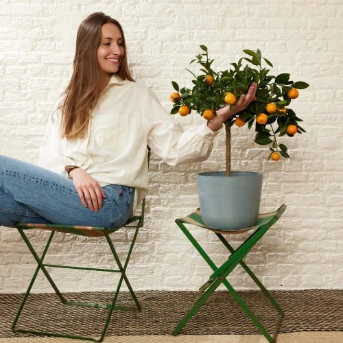 Flowy Plantes D'intérieur Et Fleurs D'intérieur Plante D'intérieur- Calamondin 75 Cm En Pot Noir 3 Flowy Plantes D'intérieur Et Fleurs D'intérieur Plante D'intérieur- Calamondin 75 Cm En Pot Noir – Image 3