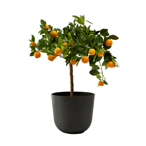 Flowy Plantes D'intérieur Et Fleurs D'intérieur Plante D'intérieur- Calamondin 75 Cm En Pot Noir 1 Flowy Plantes D'intérieur Et Fleurs D'intérieur Plante D'intérieur- Calamondin 75 Cm En Pot Noir