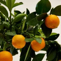 Flowy Plantes D'intérieur Et Fleurs D'intérieur Plante D'intérieur - Calamondin Oranger D'appartement -Plantes vertes Soldes plante d interieur calamondin oranger d appartement 2