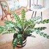 Réconciliation Végétale Plantes D'intérieur Et Fleurs D'intérieur Plante D'intérieur Calathéa Lancifolia + Cache-pot