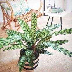 Réconciliation Végétale Plantes D'intérieur Et Fleurs D'intérieur Plante D'intérieur Calathea Lancifolia Sans Cache-pot -Plantes vertes Soldes plante d interieur calathea lancifolia cache pot