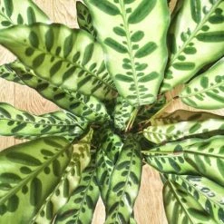 Réconciliation Végétale Plantes D'intérieur Et Fleurs D'intérieur Plante D'intérieur Calathea Lancifolia Sans Cache-pot -Plantes vertes Soldes plante d interieur calathea lancifolia sans cache pot 2