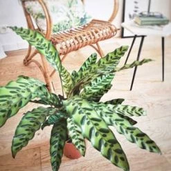 Réconciliation Végétale Plantes D'intérieur Et Fleurs D'intérieur Plante D'intérieur Calathéa Lancifolia + Cache-pot -Plantes vertes Soldes plante d interieur calathea lancifolia sans cache pot 4