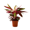 Flowy Plantes D'intérieur Et Fleurs D'intérieur Plante D'intérieur - Calathea Triostar Mini
