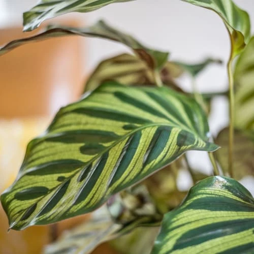 Réconciliation Végétale Plantes D'intérieur Et Fleurs D'intérieur Plante D'intérieur Dépolluante : Le Calathéa Makoyana 2 Réconciliation Végétale Plantes D'intérieur Et Fleurs D'intérieur Plante D'intérieur Dépolluante : Le Calathéa Makoyana – Image 2