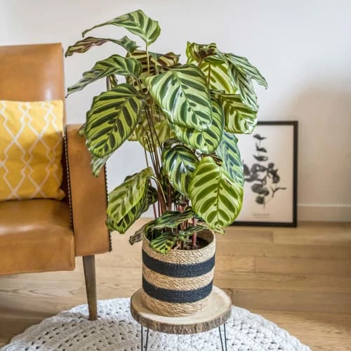 Réconciliation Végétale Plantes D'intérieur Et Fleurs D'intérieur Plante D'intérieur Dépolluante : Le Calathéa Makoyana 3 Réconciliation Végétale Plantes D'intérieur Et Fleurs D'intérieur Plante D'intérieur Dépolluante : Le Calathéa Makoyana – Image 3