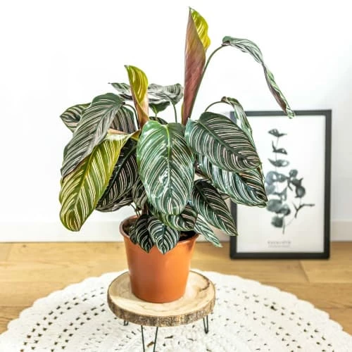 Réconciliation Végétale Plantes D'intérieur Et Fleurs D'intérieur Plante D'intérieur Dépolluante : Le Calathéa Sanderiana Ornata 2 Réconciliation Végétale Plantes D'intérieur Et Fleurs D'intérieur Plante D'intérieur Dépolluante : Le Calathéa Sanderiana Ornata – Image 2
