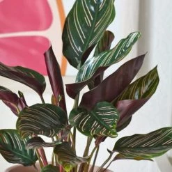 Réconciliation Végétale Plantes D'intérieur Et Fleurs D'intérieur Plante D'intérieur Dépolluante : Le Calathéa Sanderiana Ornata 5 Réconciliation Végétale Plantes D'intérieur Et Fleurs D'intérieur Plante D'intérieur Dépolluante : Le Calathéa Sanderiana Ornata -Plantes vertes Soldes plante d interieur depolluante le calathea sanderiana ornata 2