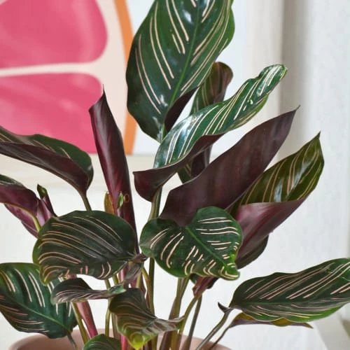 Réconciliation Végétale Plantes D'intérieur Et Fleurs D'intérieur Plante D'intérieur Dépolluante : Le Calathéa Sanderiana Ornata 3 Réconciliation Végétale Plantes D'intérieur Et Fleurs D'intérieur Plante D'intérieur Dépolluante : Le Calathéa Sanderiana Ornata – Image 3