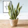 Réconciliation Végétale Plantes D'intérieur Et Fleurs D'intérieur Plante D'intérieur Dépolluante Sansevieria + Cache-pot