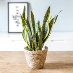 Réconciliation Végétale Plantes D'intérieur Et Fleurs D'intérieur Plante D'intérieur Dépolluante Sansevieria + Cache-pot