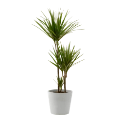 Flowy Plantes D'intérieur Et Fleurs D'intérieur Plante D'intérieur - Dracaena 125 Cm En Pot Blanc Gris