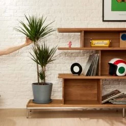 Flowy Plantes D'intérieur Et Fleurs D'intérieur Plante D'intérieur - Dracaena 125 Cm En Pot Bleu Nuit -Plantes vertes Soldes plante d interieur dracaena 125 cm en pot bleu nuit 1