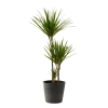Flowy Plantes D'intérieur Et Fleurs D'intérieur Plante D'intérieur - Dracaena 125 Cm En Pot Noir