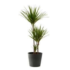 Flowy Plantes D'intérieur Et Fleurs D'intérieur Plante D'intérieur - Dracaena 125 Cm En Pot Noir