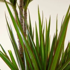 Flowy Plantes D'intérieur Et Fleurs D'intérieur Plante D'intérieur - Dracaena 125 Cm En Pot Noir -Plantes vertes Soldes plante d interieur dracaena 125 cm en pot noir 3