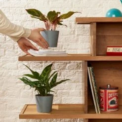 Flowy Plantes D'intérieur Et Fleurs D'intérieur Plante D'intérieur - Duo Aglaonema -Plantes vertes Soldes plante d interieur duo aglaonema 1