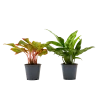 Flowy Plantes D'intérieur Et Fleurs D'intérieur Plante D'intérieur - Duo Aglaonema