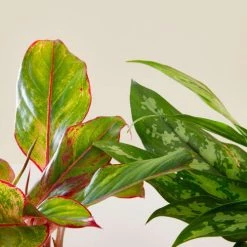 Flowy Plantes D'intérieur Et Fleurs D'intérieur Plante D'intérieur - Duo Aglaonema -Plantes vertes Soldes plante d interieur duo aglaonema 3