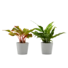 Flowy Plantes D'intérieur Et Fleurs D'intérieur Plante D'intérieur - Duo D'aglaonema 25 Cm En Pot Blanc Gris