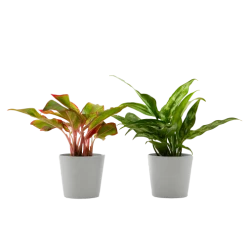 Flowy Plantes D'intérieur Et Fleurs D'intérieur Plante D'intérieur - Duo D'aglaonema 25 Cm En Pot Blanc Gris