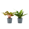 Flowy Plantes D'intérieur Et Fleurs D'intérieur Plante D'intérieur - Duo D'aglaonema 25 Cm En Pot Bleu Gris