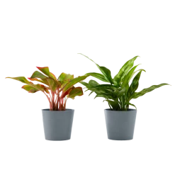 Flowy Plantes D'intérieur Et Fleurs D'intérieur Plante D'intérieur - Duo D'aglaonema 25 Cm En Pot Bleu Gris