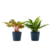 Flowy Plantes D'intérieur Et Fleurs D'intérieur Plante D'intérieur - Duo D'aglaonema 25 Cm En Pot Bleu Nuit