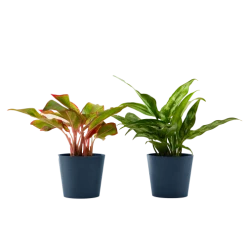 Plantes vertes Soldes 28 Flowy Plantes D'intérieur Et Fleurs D'intérieur Plante D'intérieur - Duo D'aglaonema 25 Cm En Pot Bleu Nuit