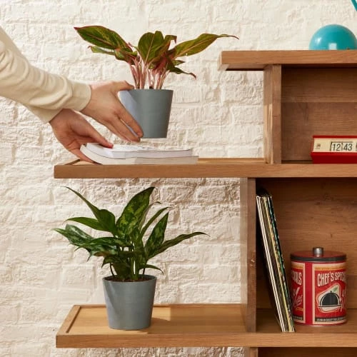 Flowy Plantes D'intérieur Et Fleurs D'intérieur Plante D'intérieur - Duo D'aglaonema 25 Cm En Pot Noir 3 Flowy Plantes D'intérieur Et Fleurs D'intérieur Plante D'intérieur - Duo D'aglaonema 25 Cm En Pot Noir – Image 3