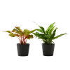 Flowy Plantes D'intérieur Et Fleurs D'intérieur Plante D'intérieur - Duo D'aglaonema 25 Cm En Pot Noir