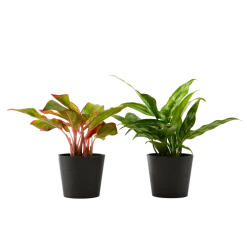 Flowy Plantes D'intérieur Et Fleurs D'intérieur Plante D'intérieur - Duo D'aglaonema 25 Cm En Pot Noir