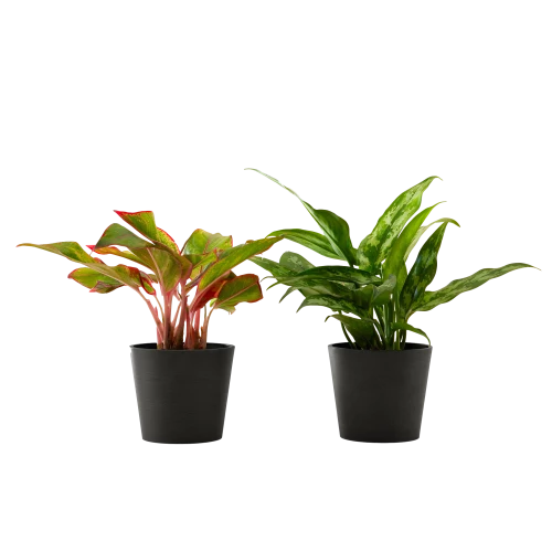 Flowy Plantes D'intérieur Et Fleurs D'intérieur Plante D'intérieur - Duo D'aglaonema 25 Cm En Pot Noir 1 Flowy Plantes D'intérieur Et Fleurs D'intérieur Plante D'intérieur - Duo D'aglaonema 25 Cm En Pot Noir