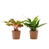 Flowy Plantes D'intérieur Et Fleurs D'intérieur Plante D'intérieur - Duo D'aglaonema 25 Cm En Pot Terra
