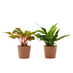 Flowy Plantes D'intérieur Et Fleurs D'intérieur Plante D'intérieur - Duo D'aglaonema 25 Cm En Pot Terra
