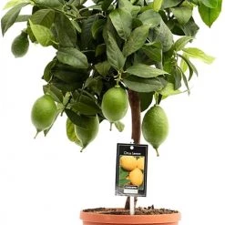 Flowy Plantes D'intérieur Et Fleurs D'intérieur Plante D'intérieur Et D'extérieur - Citronnier De 65cm -Plantes vertes Soldes plante d interieur et d exterieur citronnier de 65cm 2