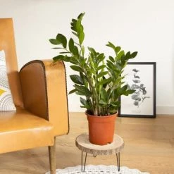 Réconciliation Végétale Plantes D'intérieur Et Fleurs D'intérieur Plante D'intérieur Facile D'entretien Avec Cache-pot -Plantes vertes Soldes plante d interieur facile d entretien avec cache pot 4