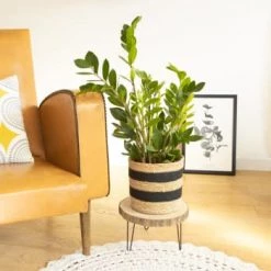 Réconciliation Végétale Plantes D'intérieur Et Fleurs D'intérieur Plante D'intérieur Facile D'entretien Avec Cache-pot -Plantes vertes Soldes plante d interieur facile d entretien avec cache pot 5