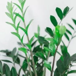 Réconciliation Végétale Plantes D'intérieur Et Fleurs D'intérieur Plante D'intérieur Facile D'entretien Sans Cache-pot -Plantes vertes Soldes plante d interieur facile d entretien sans cache pot 2